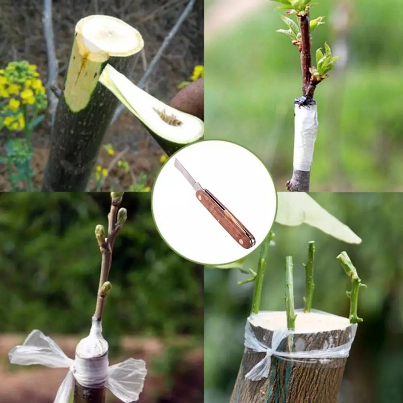 budding-knife-12